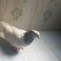 ملک
