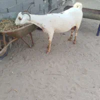 بز صلاله|حیوانات مزرعه|بندرعباس, |دیوار