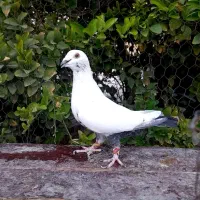 کبوتر بزک پلاکی|پرنده|شیراز, بازار|دیوار