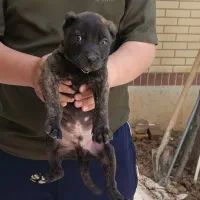 توله سگ پیتبول اصیل به شرت