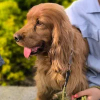 سگ نر و ماده کوکر اسپنیل