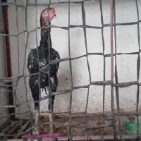 جوجه خروس لاری اوشامو افغان
