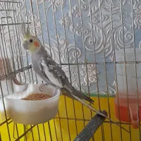 جوجه عروس