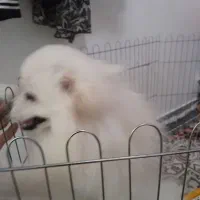 سگ پامری نر چهار ماهه هست قیمت اا میلیون|سگ|پارسآباد, |دیوار