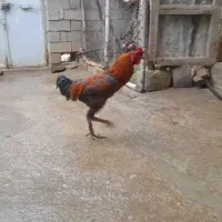 خروس لاری