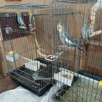 عروس هلندی مولد