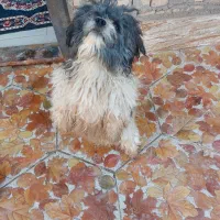 سگ پشمالو|سگ|کارون, |دیوار