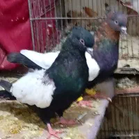 سینه تافته ای وتعداد۶عدد سینه سیاه فوق العاده|پرنده|مرودشت, ابوذر شمالی|دیوار