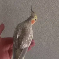 عروس هلندی|پرنده|شاهینشهر, گرگاب|دیوار