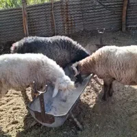 فروش بره نر