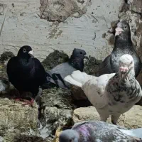 فروش تعدای کبوتر رنگه و سار