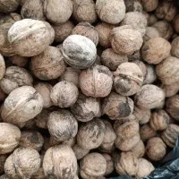 مغز سفید امسال|خوردنی و آشامیدنی|تهران, چیتگر جنوبی|دیوار