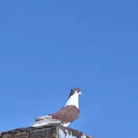 جفت اصفهانی|پرنده|خرمآباد, |دیوار