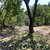 باغ میوه