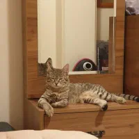 گربه که یه دستش مشکل داره