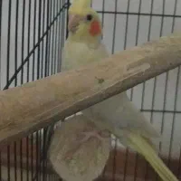 عروس هلندی ماده