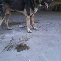 ماده سرابی|سگ|بهارستان, |دیوار