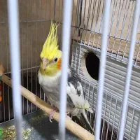 پرنده|پرنده|گراش, |دیوار