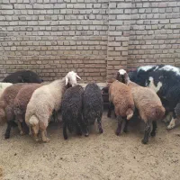 گوسفند و قوچ (بره ماده)