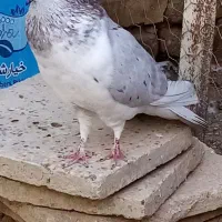 کفتر بته دار بضمانت