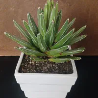 آگاو ویکتوریا گل خاص با گلدون سرامیکی