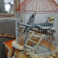 عروس هلندی سخنگو