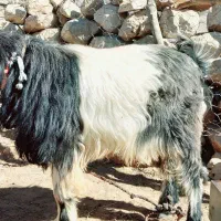 بعده تخمی فروشی