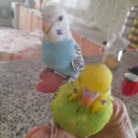 .مرغ عشق|پرنده|سنندج, |دیوار