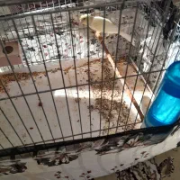 یک جفت قناری|پرنده|بجنورد, |دیوار