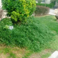 500متر-زمین-باغ-باغچه