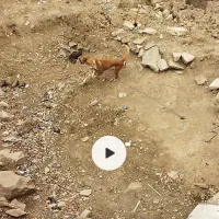 واگذاری سگ نگهبان نر