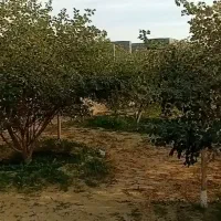 باغ شهری مجموعه باغ زیتون ثبوت ۲|فروش خانه و ویلا|برازجان, |دیوار