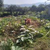 ۳تاگوساله دورگ جرسی وچالوسی|حیوانات مزرعه|احمدسرگوراب, |دیوار