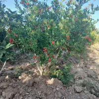 فروش ۲۰۰متر باغچه انار  ۳۵۰ملیون|فروش زمین و ملک کلنگی|سلفچگان, |دیوار