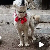 سفید درشت|سگ|داران, |دیوار