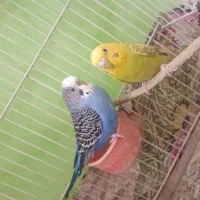 مرغ عشق|پرنده|درح, |دیوار