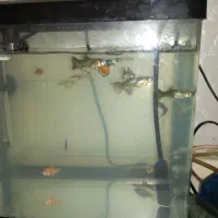 فروش ماهی گوپی با وسایل|ماهی|تبریز, |دیوار