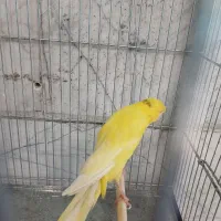 قناری نر رسمی بلند