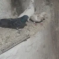 سوروردمیری و ساری