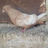 پرنده