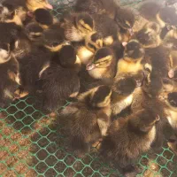 جوجه اردک موسکویی