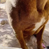 واگذاری سگ پیت بول|سگ|تربت جام, مسکن مهر|دیوار