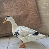 مرغابی ۵ستاره|حیوانات مزرعه|شیراز, زرهی|دیوار