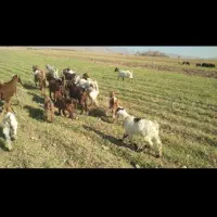 بز  شیری|حیوانات مزرعه|داران, |دیوار