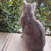 گربه|گربه|چهارباغ, |دیوار