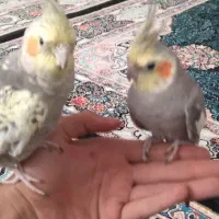 یه جفت عروس هلندی سالم نرو و ماده سخنگو دستی