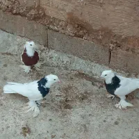 کبوتر طوقی|پرنده|کشکسرای, |دیوار