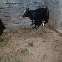 گوساله