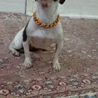 چیواوا|سگ|شیراز, سعدیه شمالی|دیوار