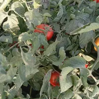 فروش گوجه بازاری وربی|حراج|گنبد کاووس, |دیوار